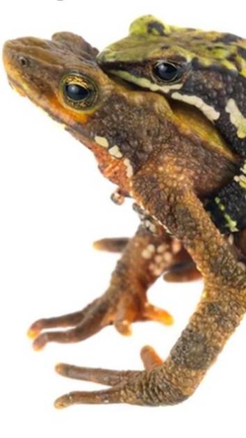 Самцы жаб сидят на своих самках до 5 месяцев в ожидании спаривания 🐸 смотреть онлайн