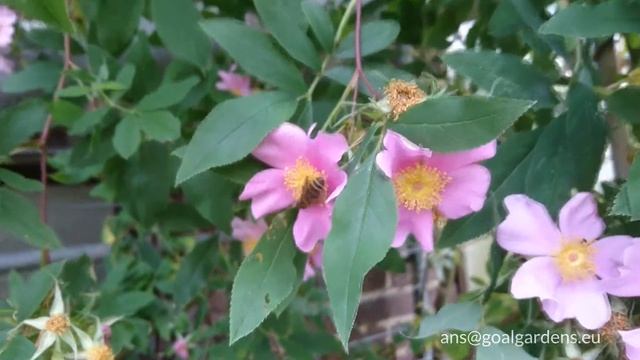 bugs on rosa palustris смотреть онлайн