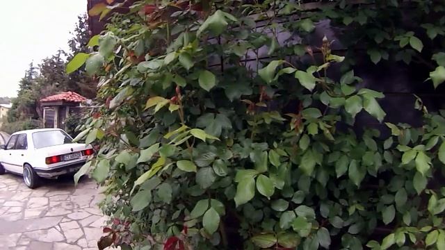 Bmw E30 Project Big Foot | Delfina Garage