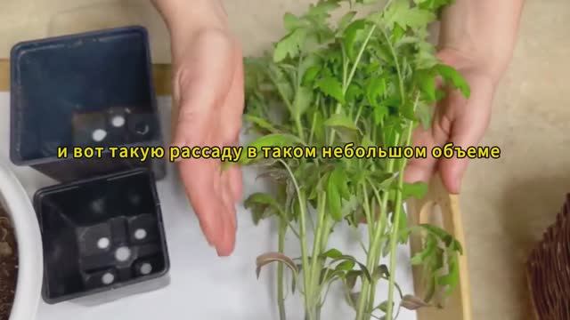 Лучший способ посева ТОМАТОВ – крепкая рассада без ПИКИРОВКИ смотреть онлайн