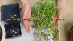 Лучший способ посева ТОМАТОВ – крепкая рассада без ПИКИРОВКИ