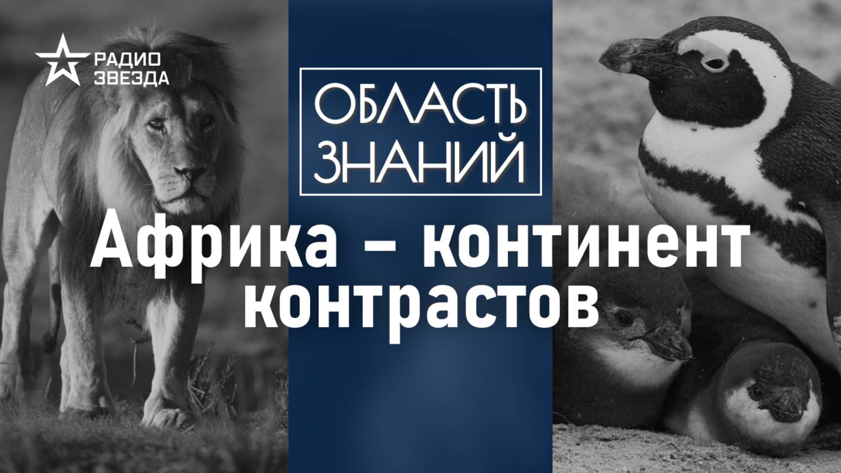 Как пингвины оказались в жаркой Африке? Лекция африканиста Петра Барышникова смотреть онлайн