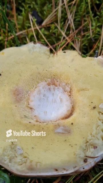 ЁЖИК ПОТЕРЯЛ ШЛЯПКУ БЕЛОГО ГРИБА🥺 #сборгрибов #природа #походвлес #лес смотреть онлайн