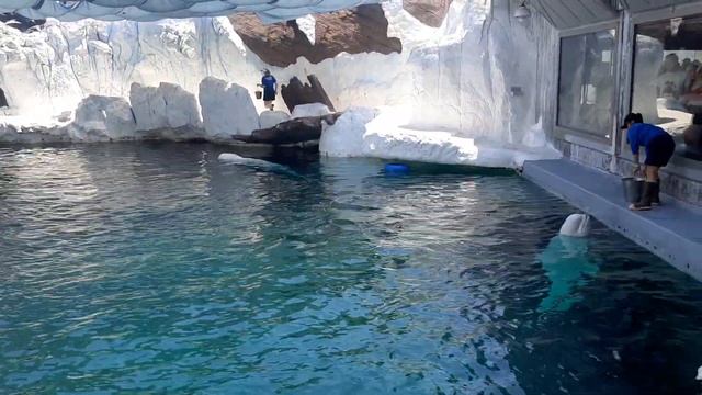 Beluga @ Seaworld смотреть онлайн