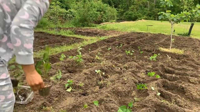 Planting sweet potato slips in the garden смотреть онлайн