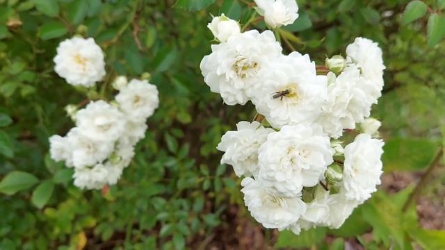 BEAUTIFUL WHITE ROSES #rose смотреть онлайн