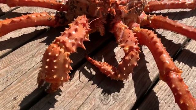 Glimpses of a Brown King Crab, Up Close, Haines, Alaska смотреть онлайн