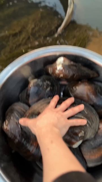 Oyster treasure Part 02 смотреть онлайн