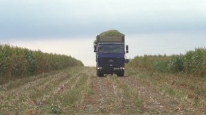 Уборка кукурузы на силос 2023, CLAAS Jaguar 870