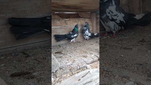 николаевские голуби, город Снигиревка +380933048775 смотреть онлайн
