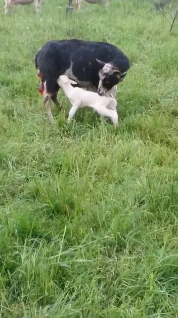 Black Ewe With Newborn White Lambs #Shorts