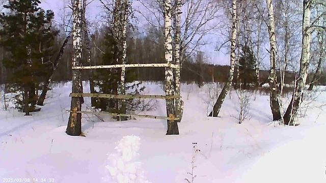 И снова в лес, и снова на природу!! смотреть онлайн