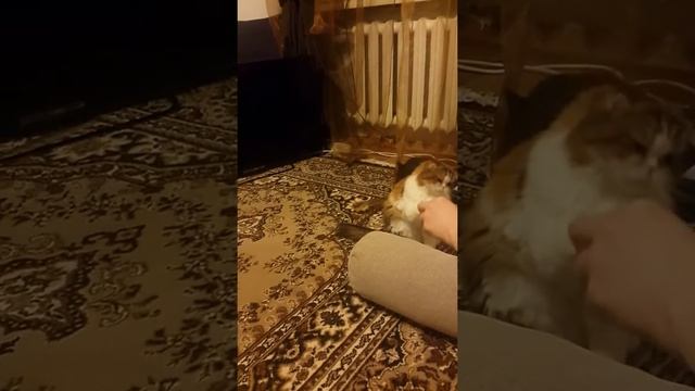 КУНГ ФУ КОТ! смотреть онлайн