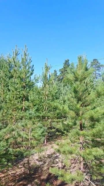 Ленинградская область,Петяярви смотреть онлайн