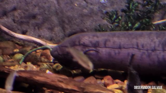 Pez pulmonado sudamericano 4K (Lepidosiren paradoxa)