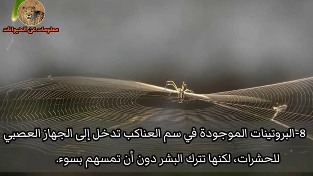 15حقيقة عن العناكب حول العالم|سوف تندهش смотреть онлайн