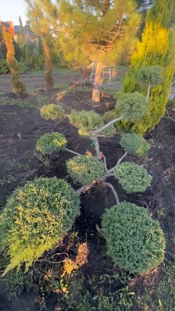 Ниваки можжевельник «Ферма.Топиарий&Бонсаи»#ниваки #бонсай #можжевельник #красивыйсад смотреть онлайн