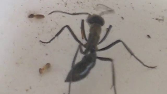 World's Biggest Ant, Dinoponera, grooming itself смотреть онлайн