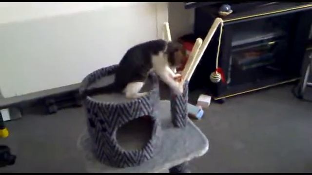 Финик и его дом