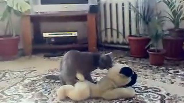 Отомстил всем собакам в лице этого пёсика)) смотреть онлайн