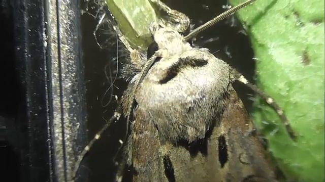 ИНСЕКТАРИЙ: 283. Совка Восклицательная (Agrotis exclamationis) смотреть онлайн