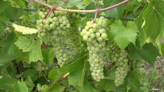 Footage ФУТАЖ 51 ВИНОГРАД (VINE) смотреть онлайн