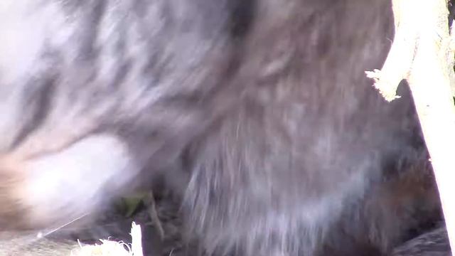 Radar the Ewok Cat - July 2021 смотреть онлайн