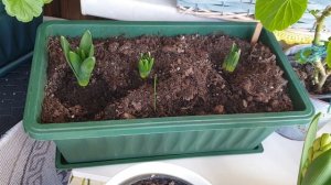 Выращиваю гиацинты в ящике и горшках на балконе.