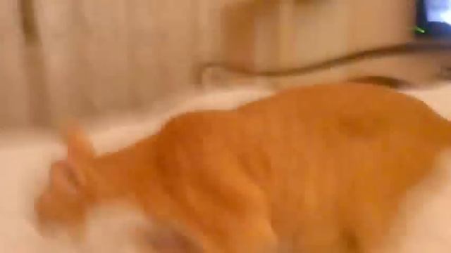 Кошка думает, что она собака.