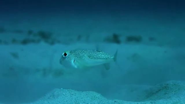 Самая невероятная рыба   Японский Иглобрюх   рыба художник