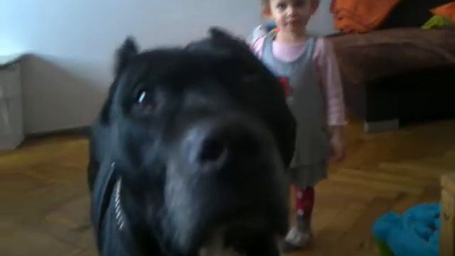 Blade znany jako Blejd. Pit Bull Black Devil from Cracovia Wisła Wieczysta Garbarnia Zwierzyniec... смотреть онлайн