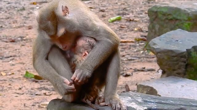 Just So Sweetie Baby monkey by Mum looking for смотреть онлайн