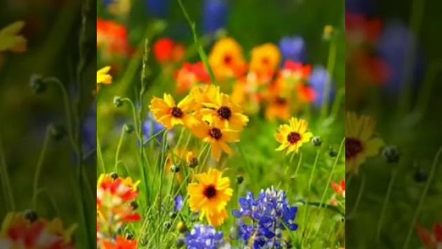 Художник 2 для Мисс смотреть онлайн