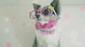 Почему собаки хрюкают, храпят и задыхаются? 🐕🤔