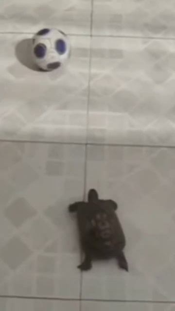 mbappe turtle 🐢 😎👌 смотреть онлайн