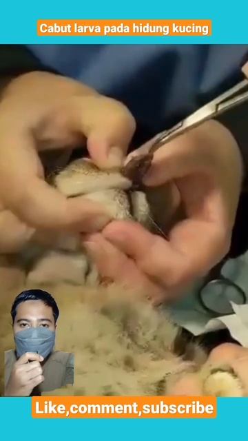 kucing lucu ini ada larva nya | #shorts #satisfying #larva #botflyremoval смотреть онлайн