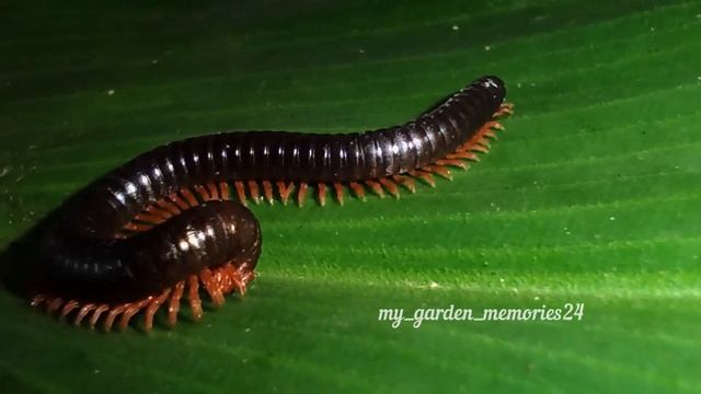 Archispirostreptus Gigas | Giant African Millipede | shongololo | Time Lapse | 25 Minutes смотреть онлайн