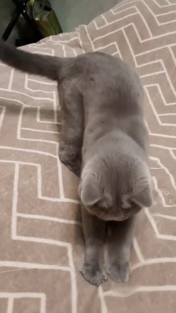 Лучшая игрушка для кошек🤣🤣🤣 смотреть онлайн