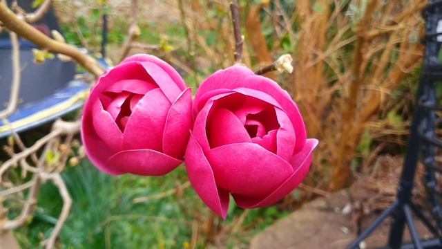 Black Tulip Magnolia