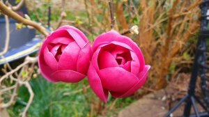 Black Tulip Magnolia