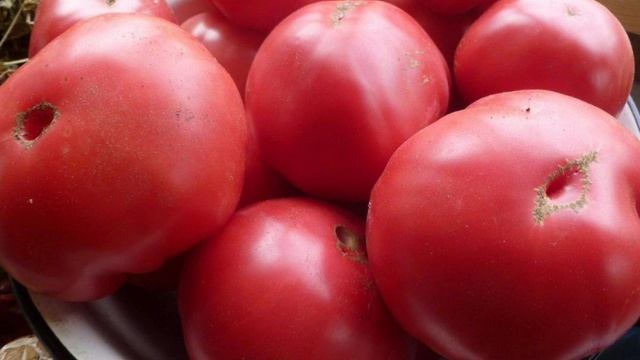 крупноплодный и высоко урожайный сорт томата 🍅,всегда будете с богатым урожаем смотреть онлайн