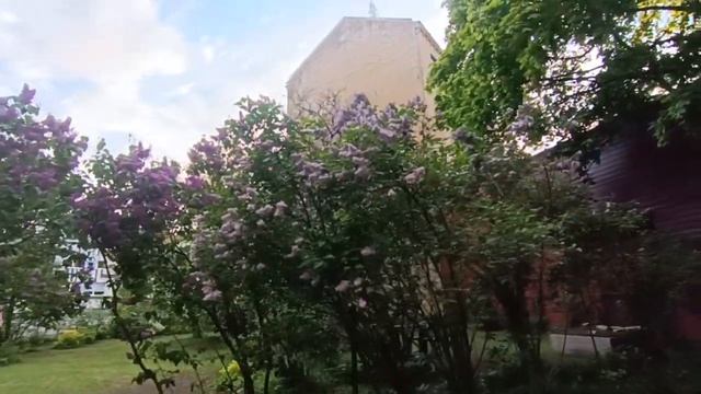 Syringa is in full bloom