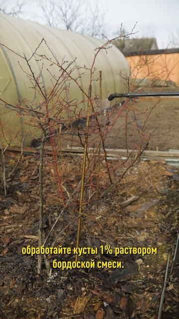 10 килограмм голубики с куста – это реально! Три важных момента весной смотреть онлайн