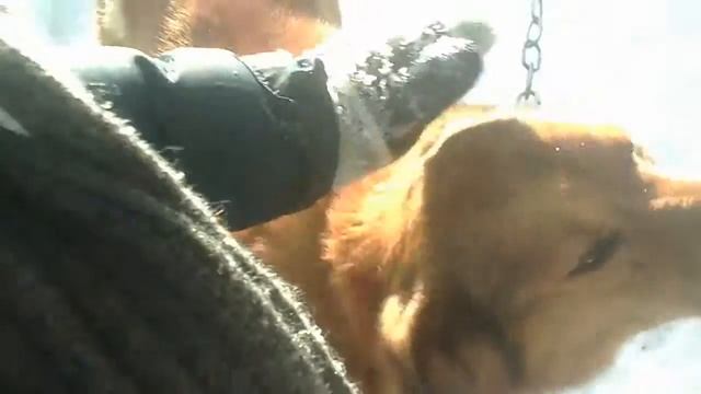 Моя собака рыжик смотреть онлайн