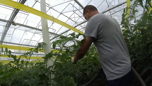 Робота на теплиці в Бельгії смотреть онлайн