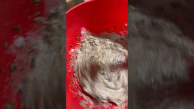 Вместо хлеба булочки ПП