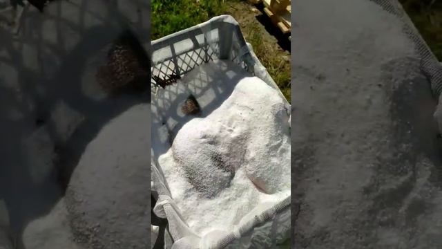 Таранка сухим посолом смотреть онлайн