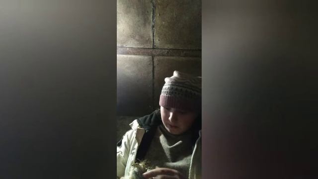 китайські шовкові,КІНЕЦЬ у їх розведенні.Що сталося.