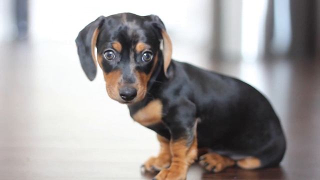 Cutest Mini Dachshund Puppy!! This is Ellie. смотреть онлайн