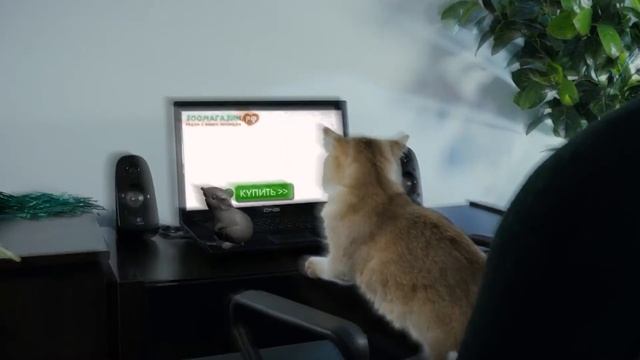 Зоомагазин